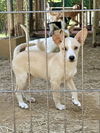 adoptable Dog in  named Lilly