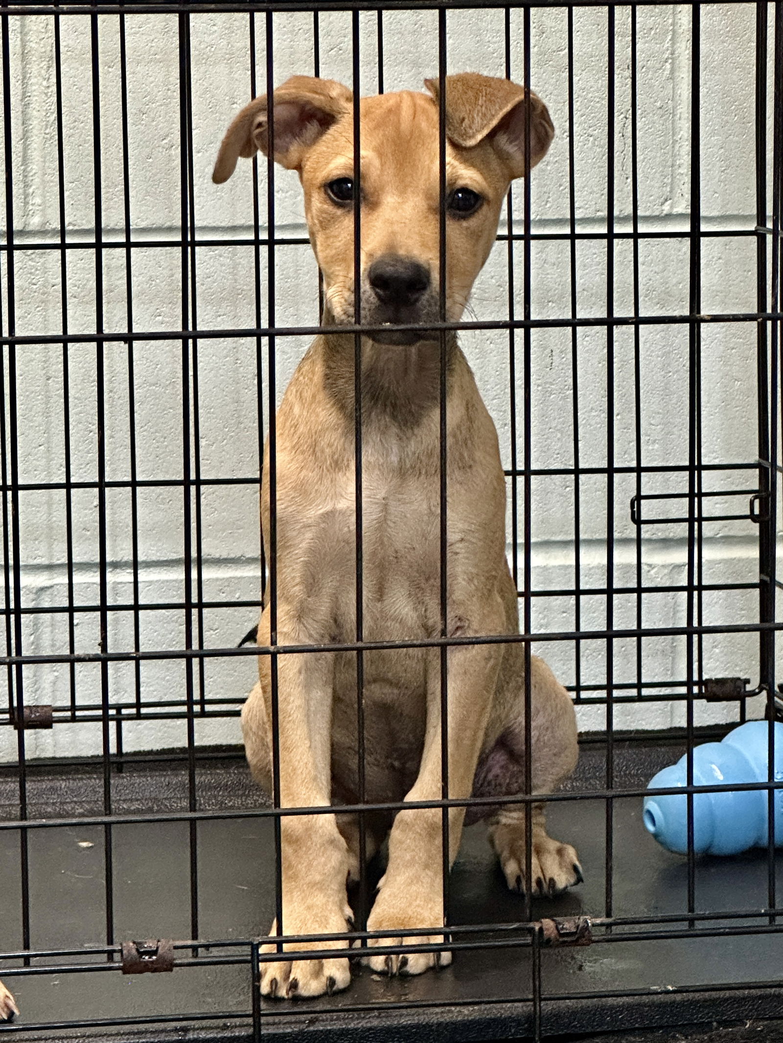 adoptable Dog in Eastman, GA named Bo