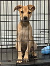 adoptable Dog in  named Bo