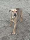 Bo - Photo 1