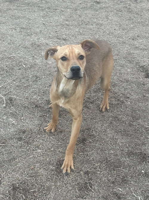 BO - Hound available for adoption