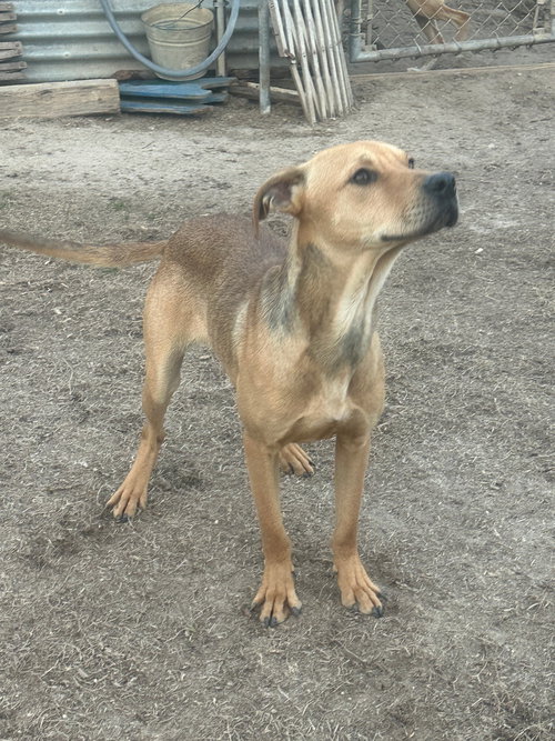 BO - Hound available for adoption