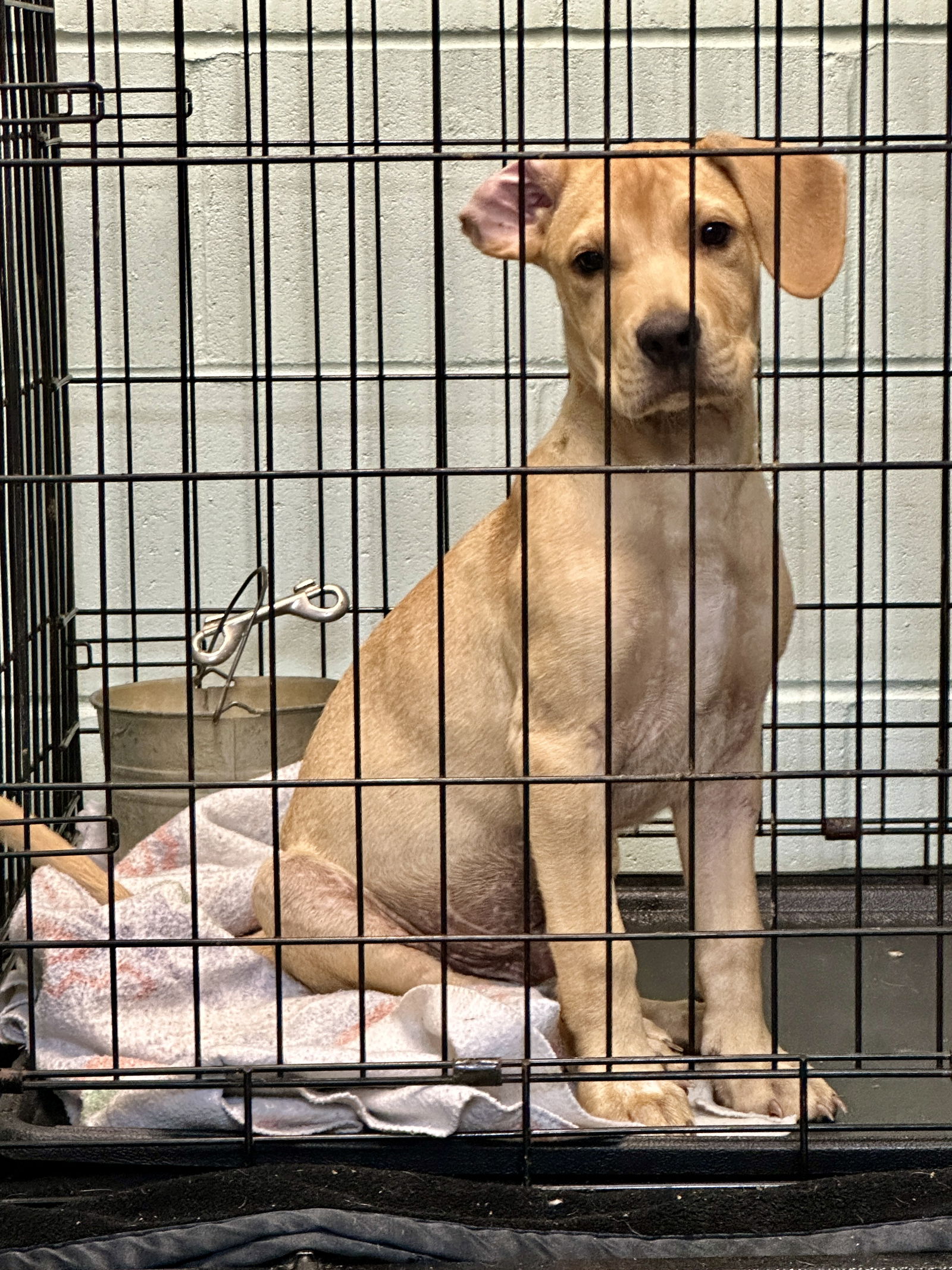 adoptable Dog in Eastman, GA named Rocky
