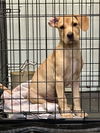 adoptable Dog in  named Rocky