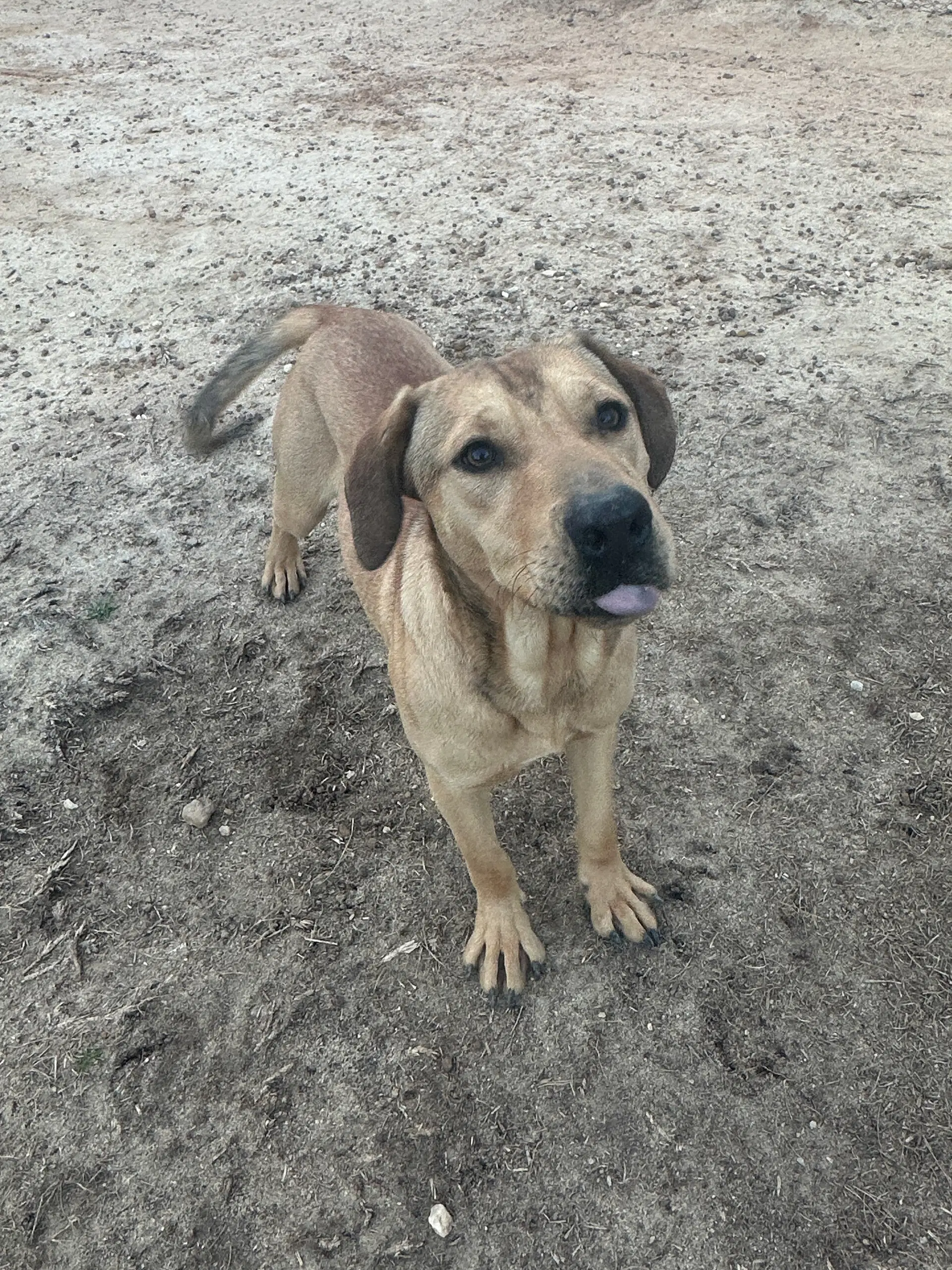 Rocky - Hound