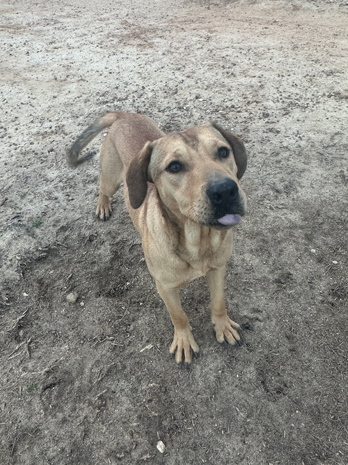 ROCKY - Hound available for adoption