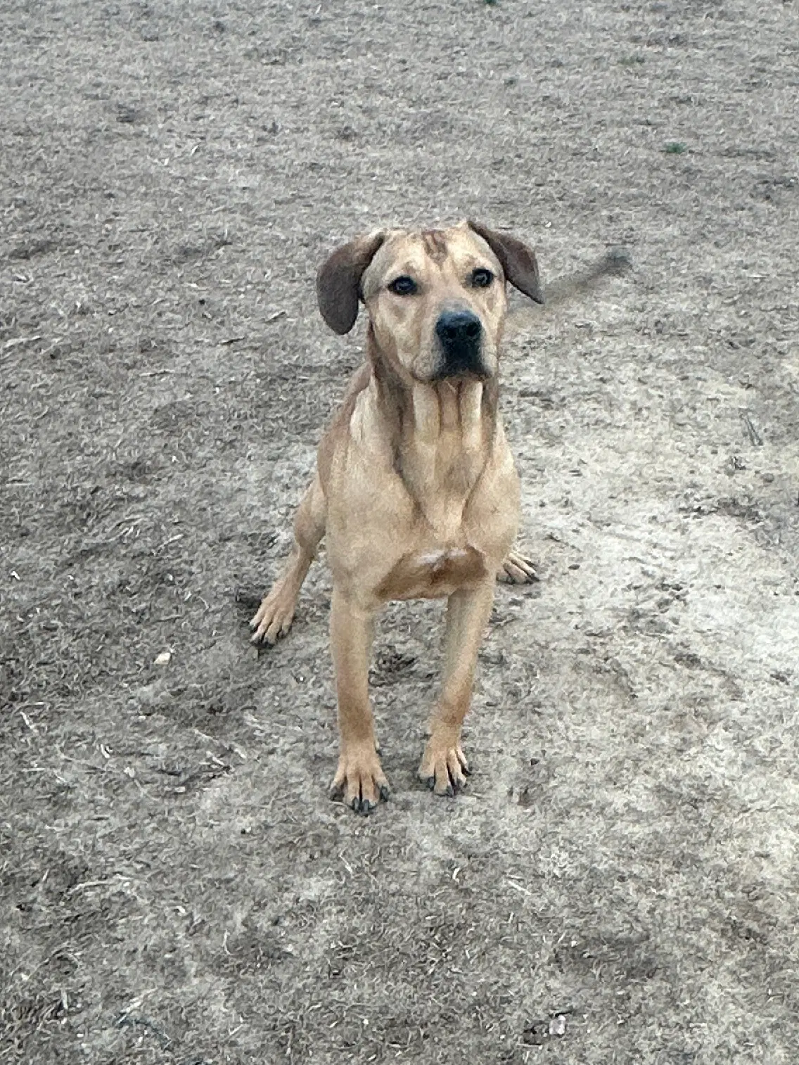 Rocky image 2