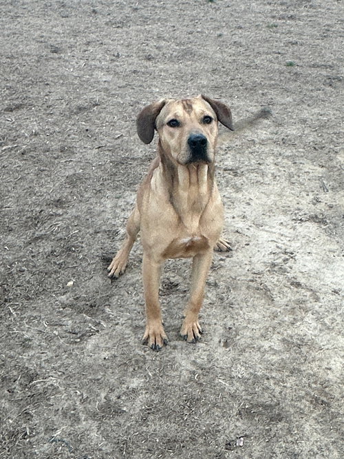 ROCKY - Hound available for adoption