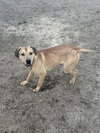 Rocky - Photo 3
