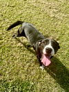 adoptable Dog in  named Haley