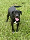 adoptable Dog in  named Trixie
