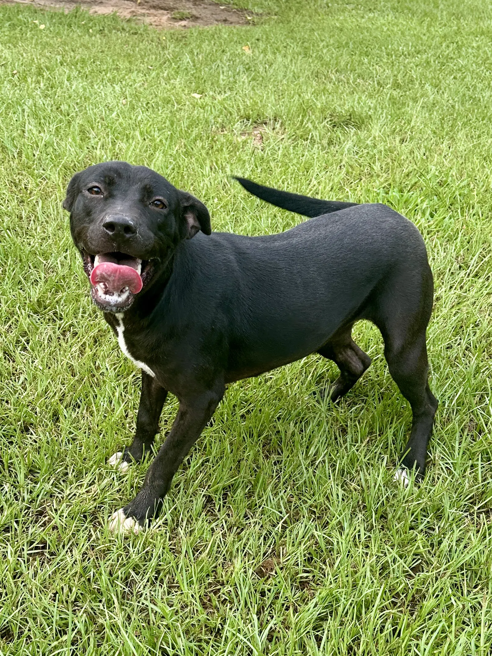 Trixie image 2