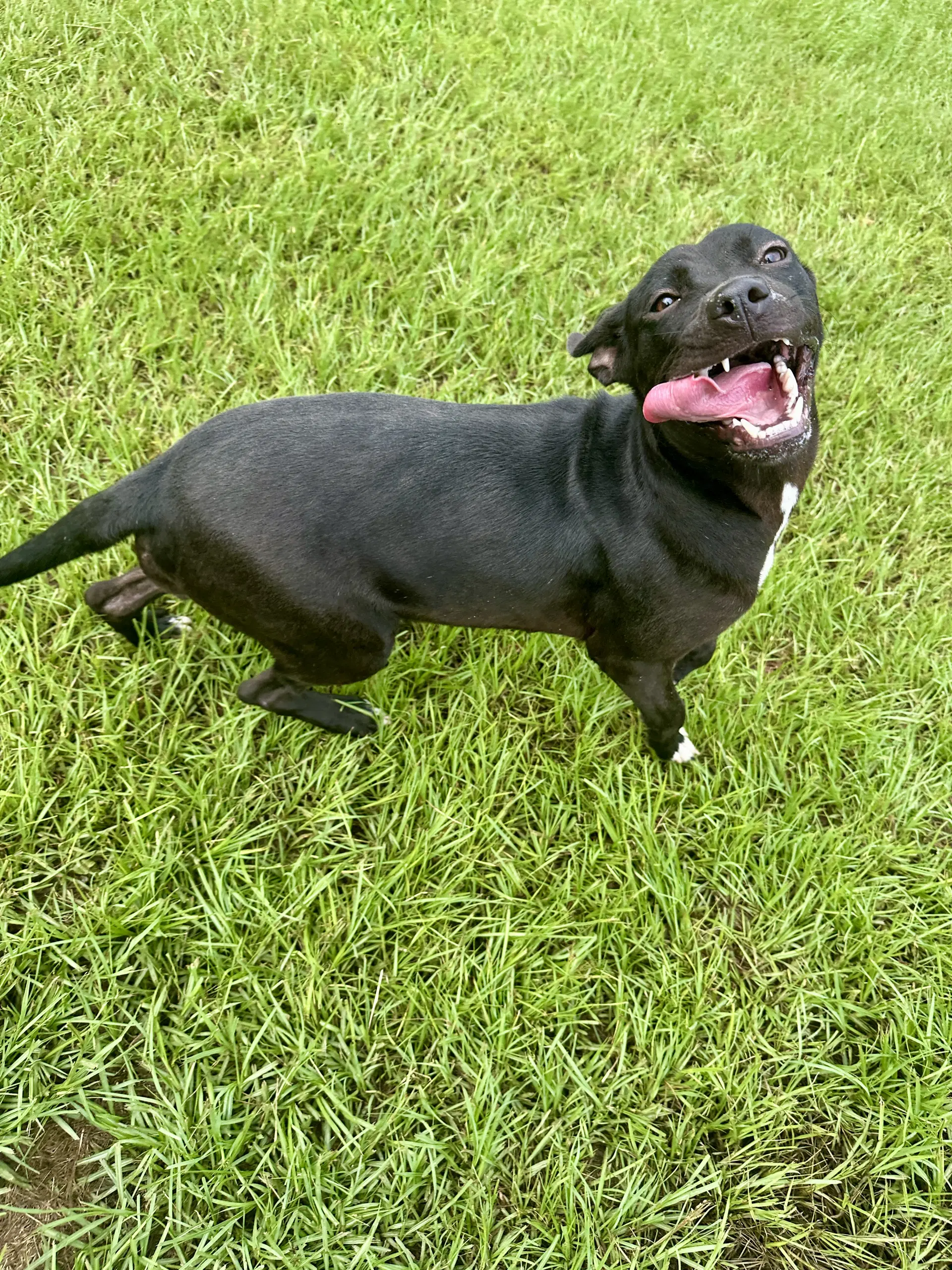 Trixie image 3