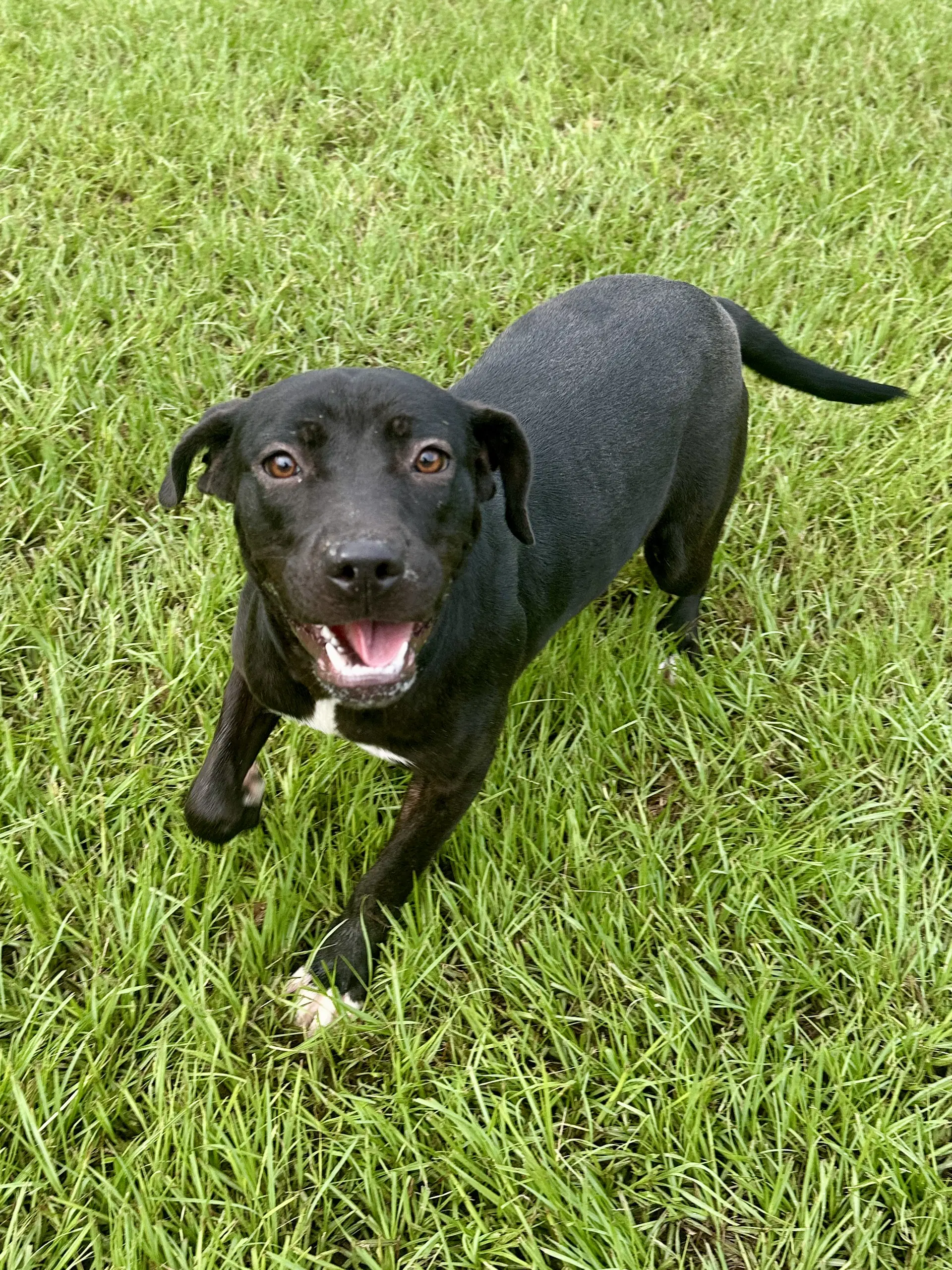 Trixie image 4
