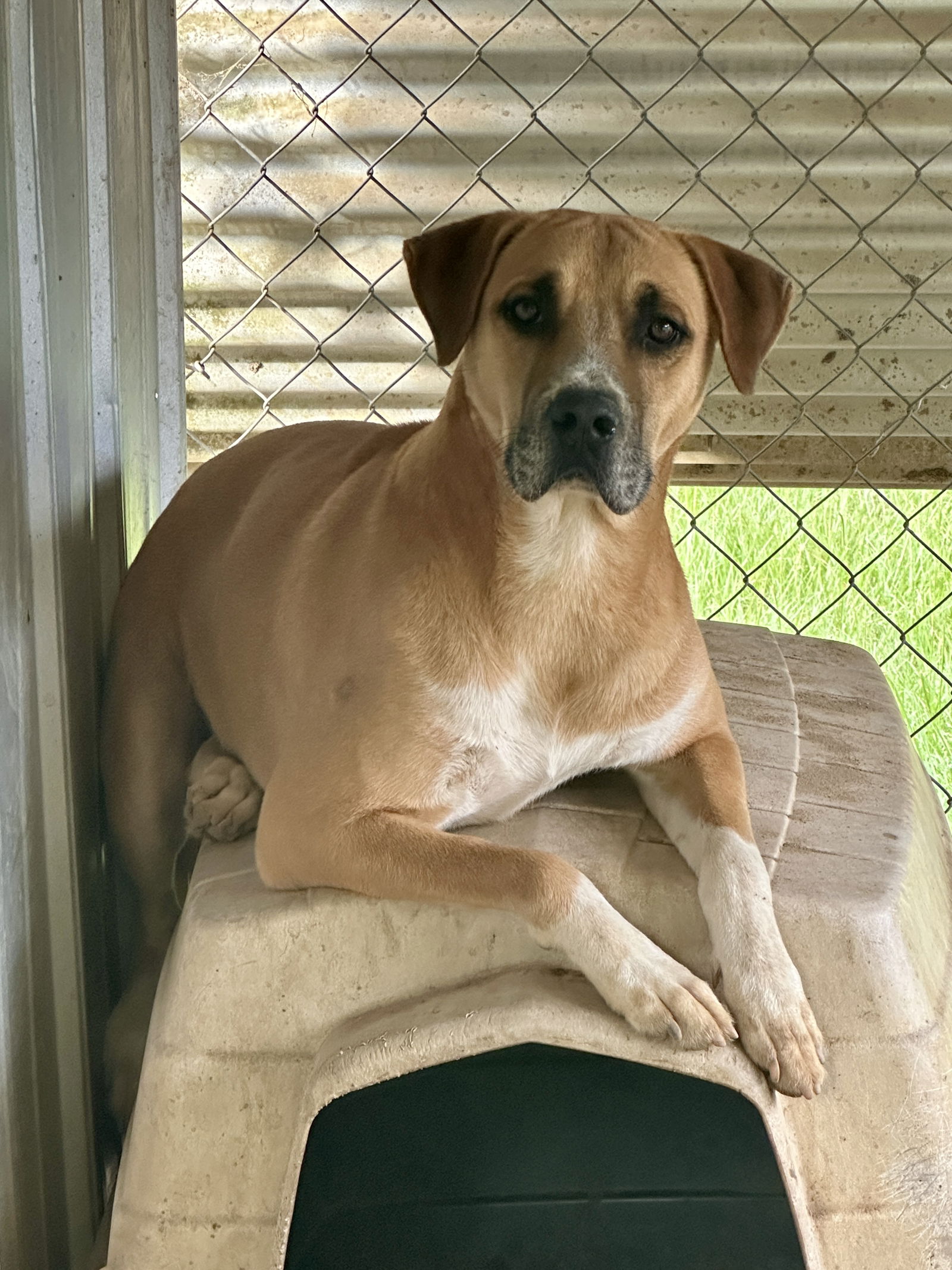 adoptable Dog in Eastman, GA named Starsky
