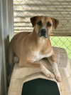 adoptable Dog in  named Starsky