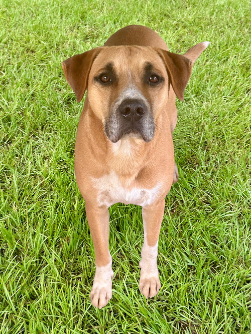 STARSKY - Bulldog available for adoption