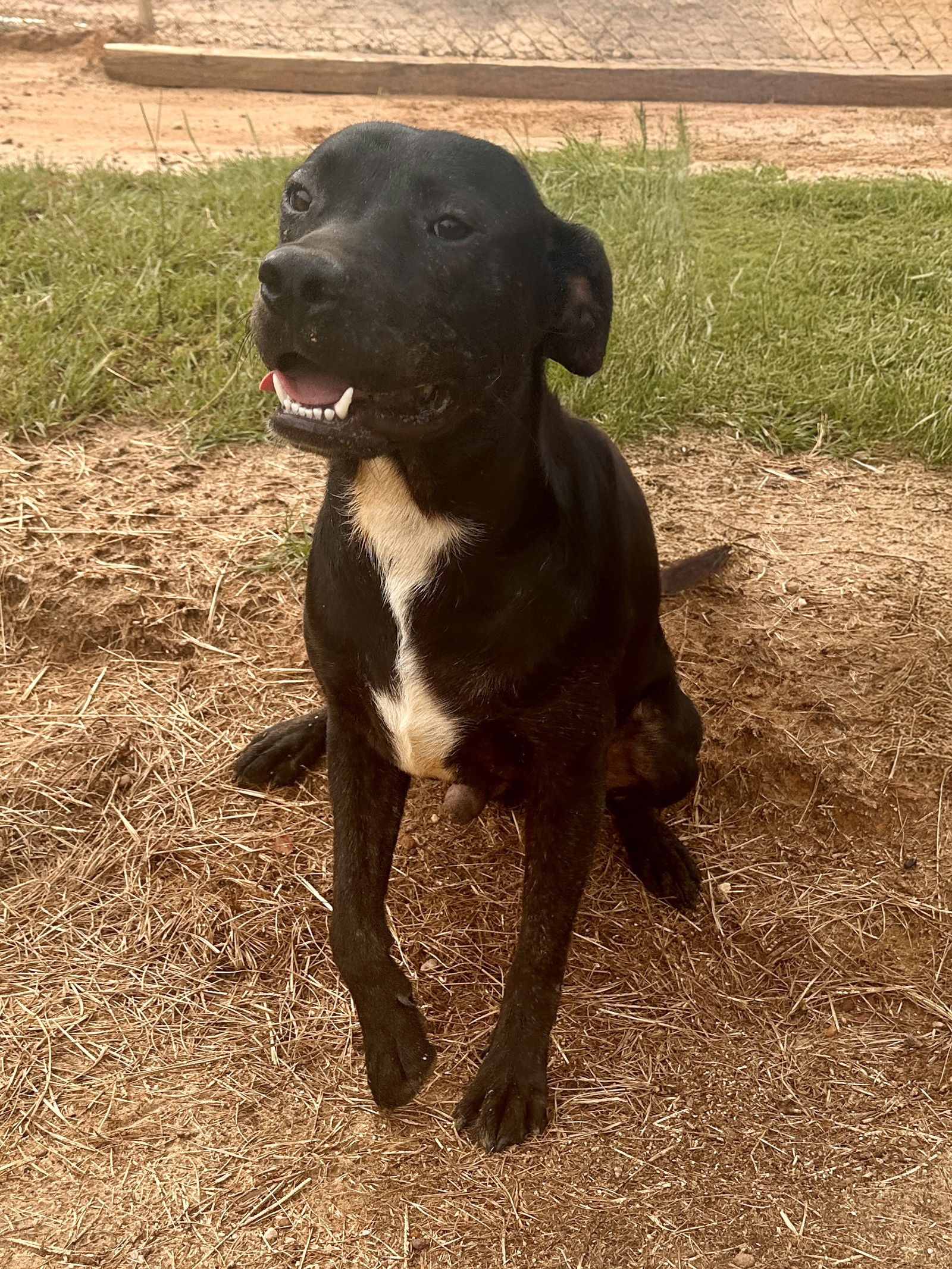 adoptable Dog in Eastman, GA named Inky
