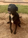 adoptable Dog in  named Inky