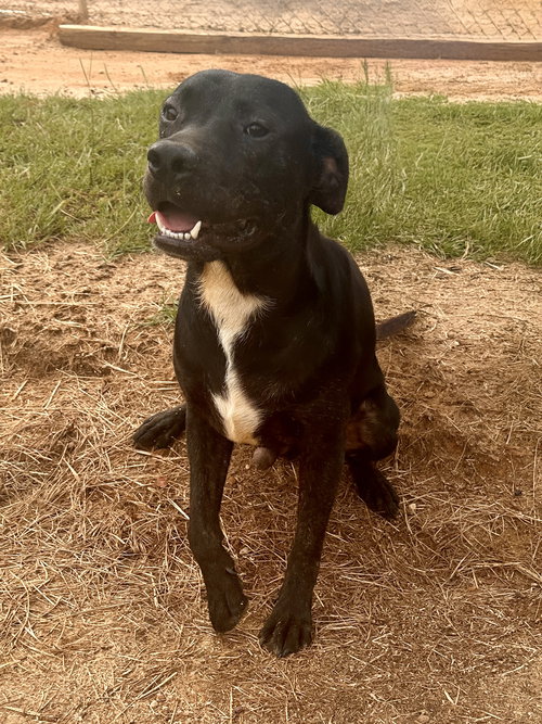 INKY - Unknown available for adoption