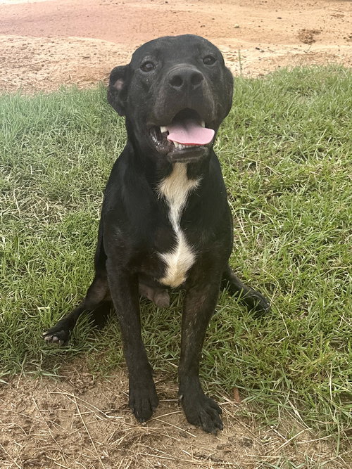 INKY - Unknown available for adoption