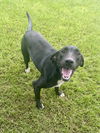 adoptable Dog in  named Hutch