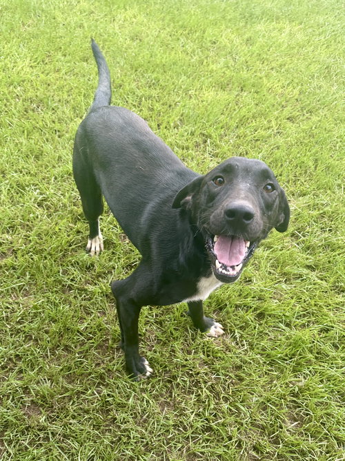 HUTCH - Labrador Retriever available for adoption