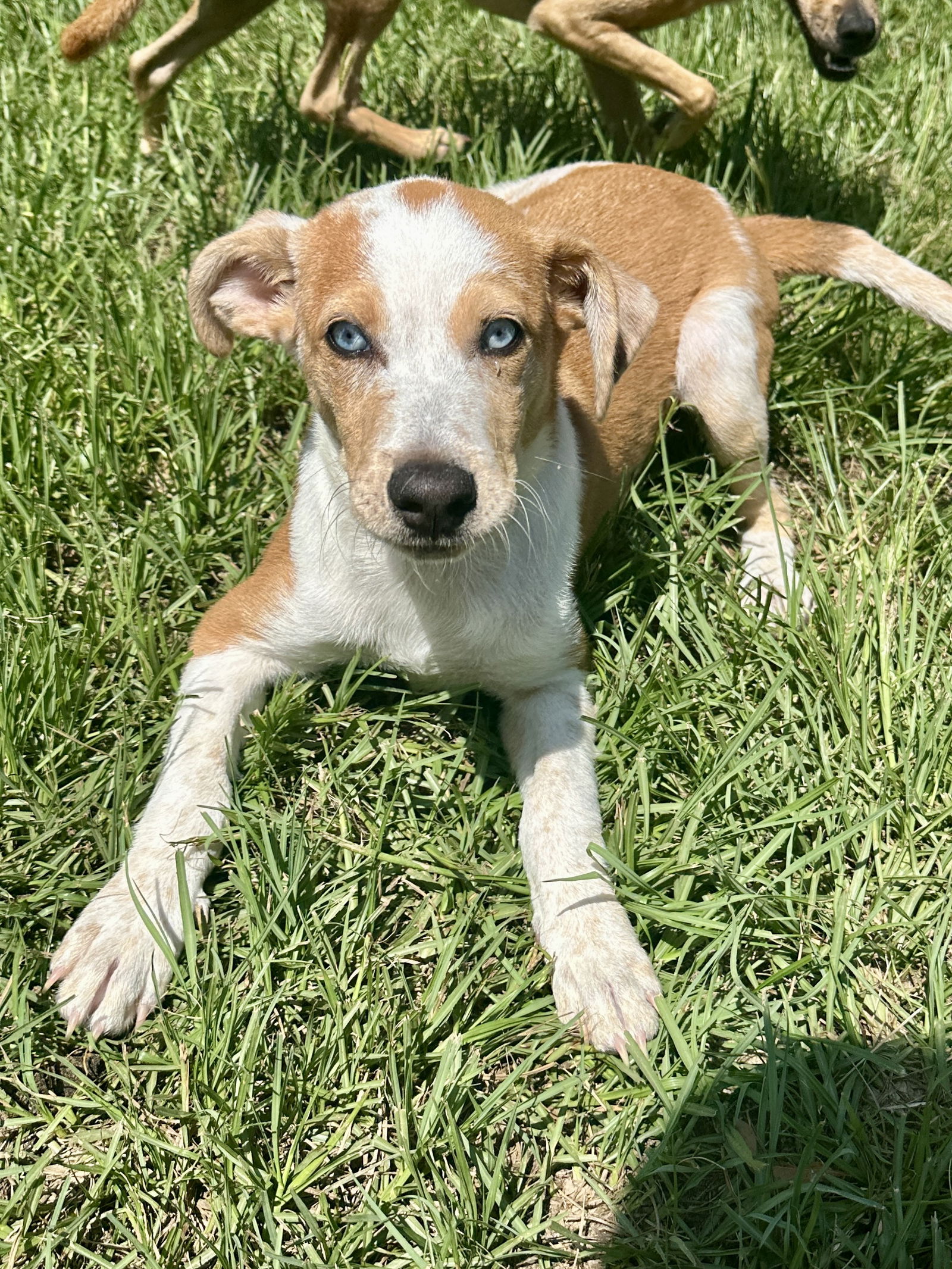 adoptable Dog in Eastman, GA named Ranger