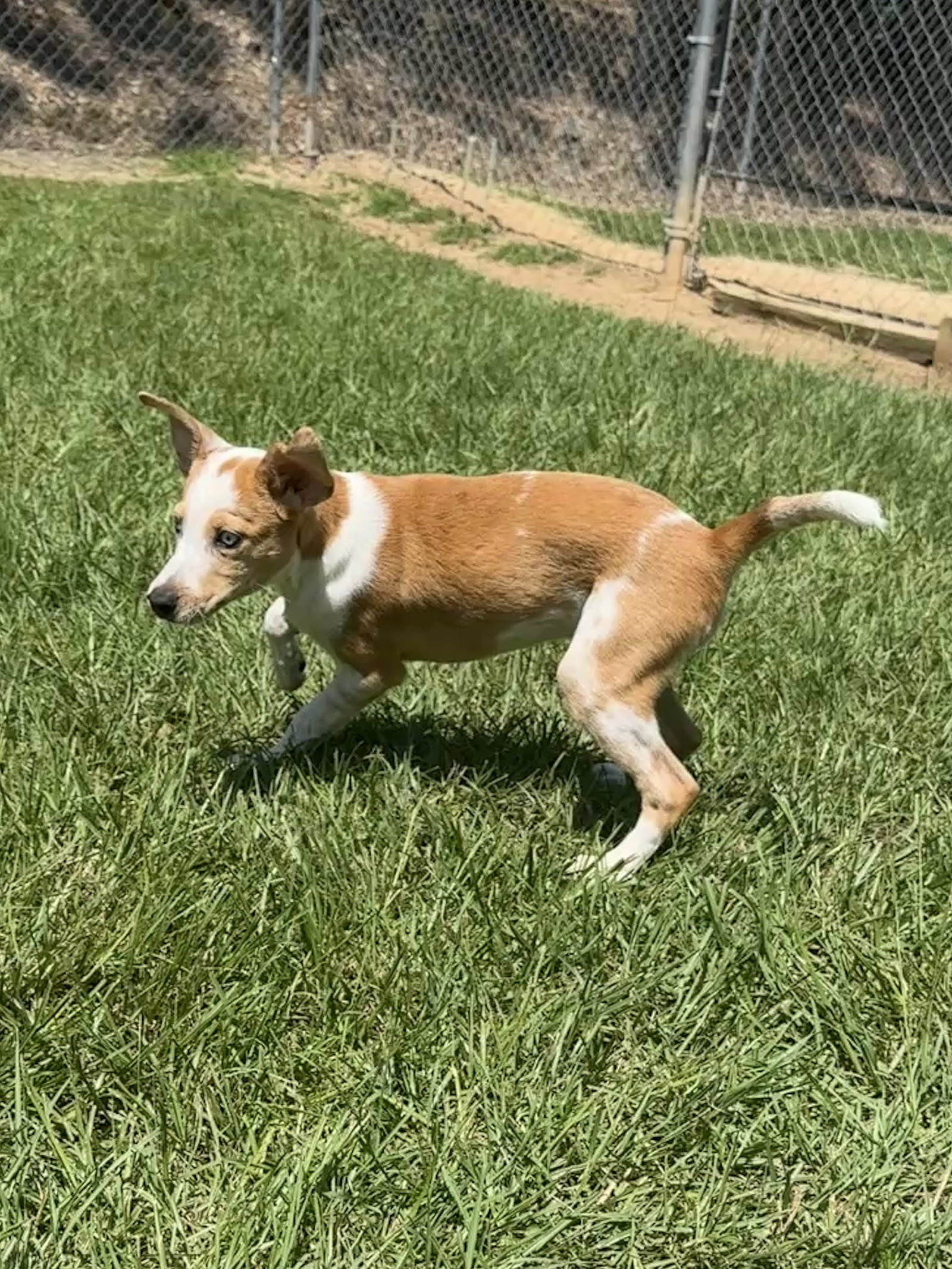 Corgi Inhouston Dog for Adoption - Ranger, a Corgi in Houston County, GA | Alpha Paw