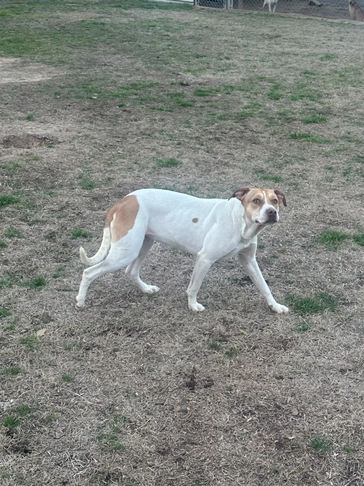Posey - Hound