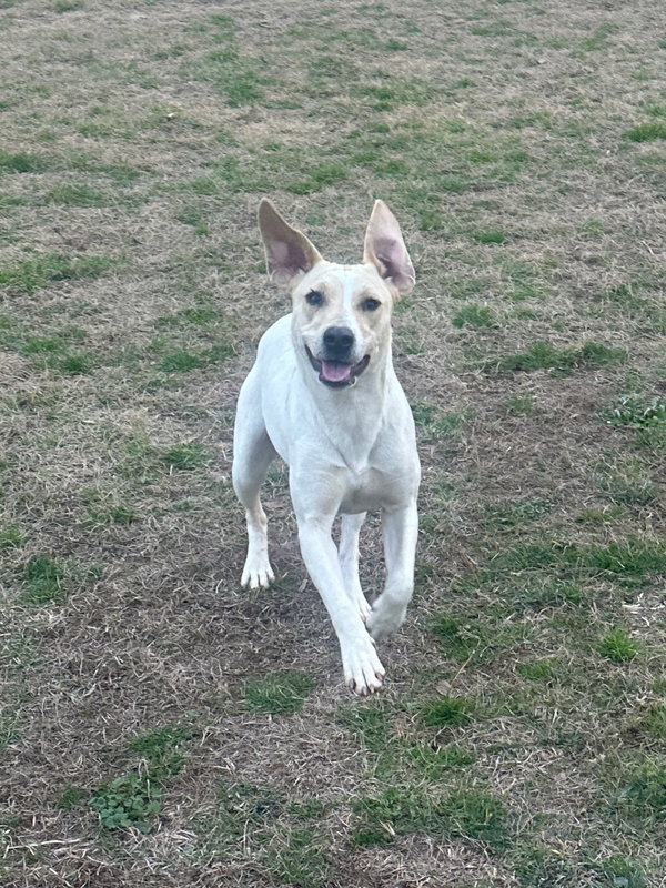 Penny