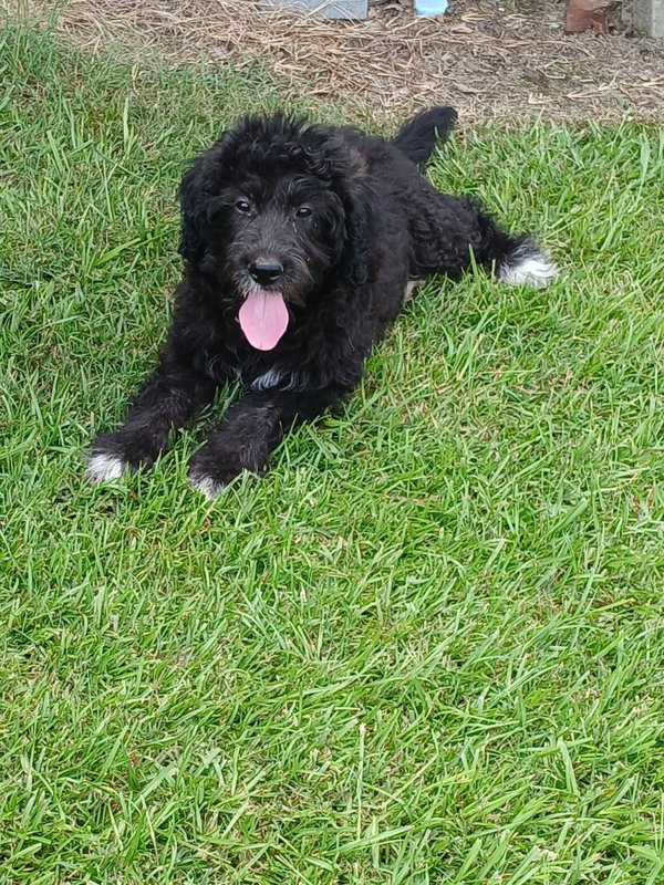 Hazel