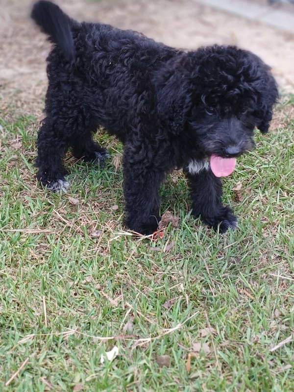 Gracie