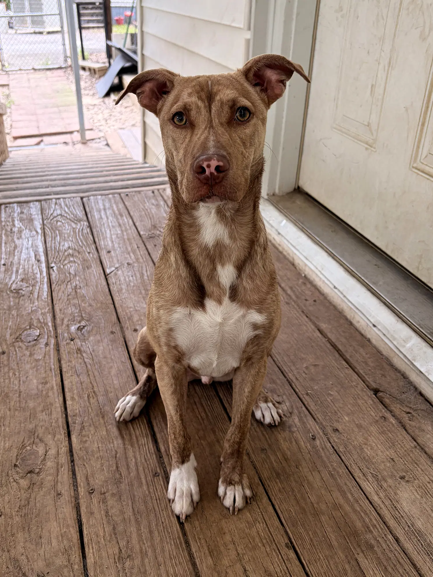 Tillman - Pit Bull Terrier