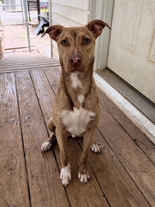 Tillman, a dog for adoption from Faithful Hearts Animal Shelter, Inc