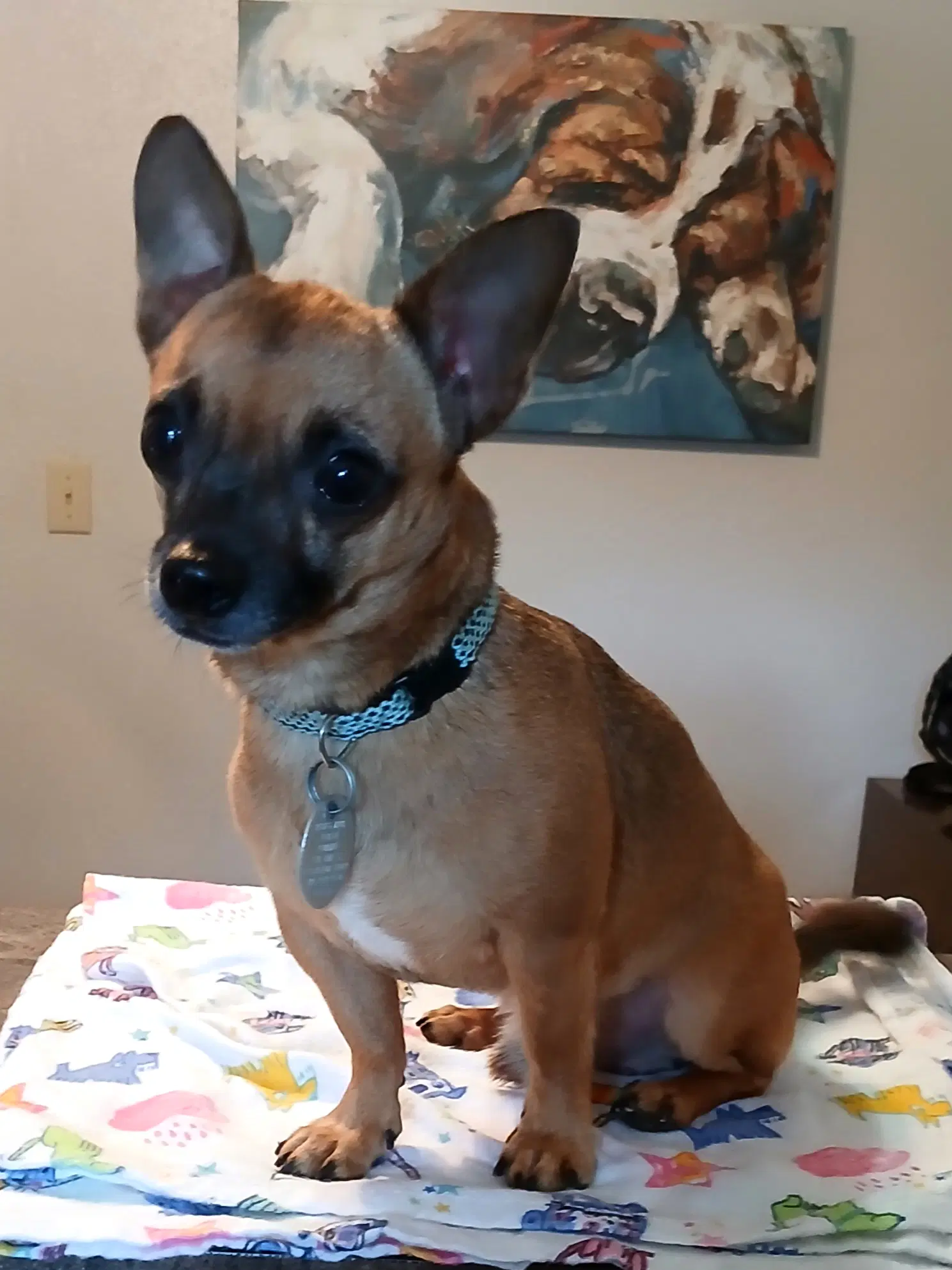 Gizmo - Chihuahua