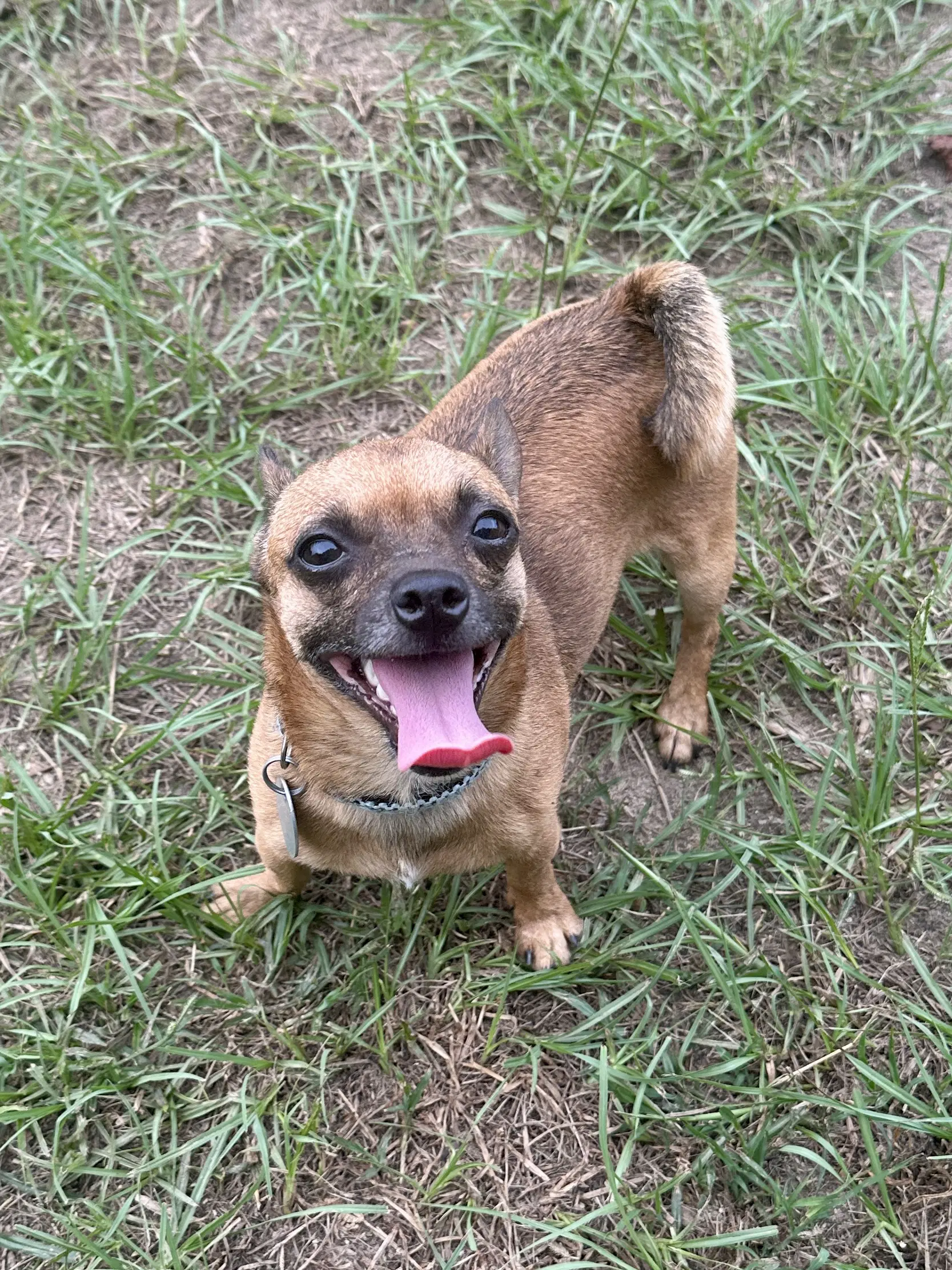 Gizmo - Chihuahua