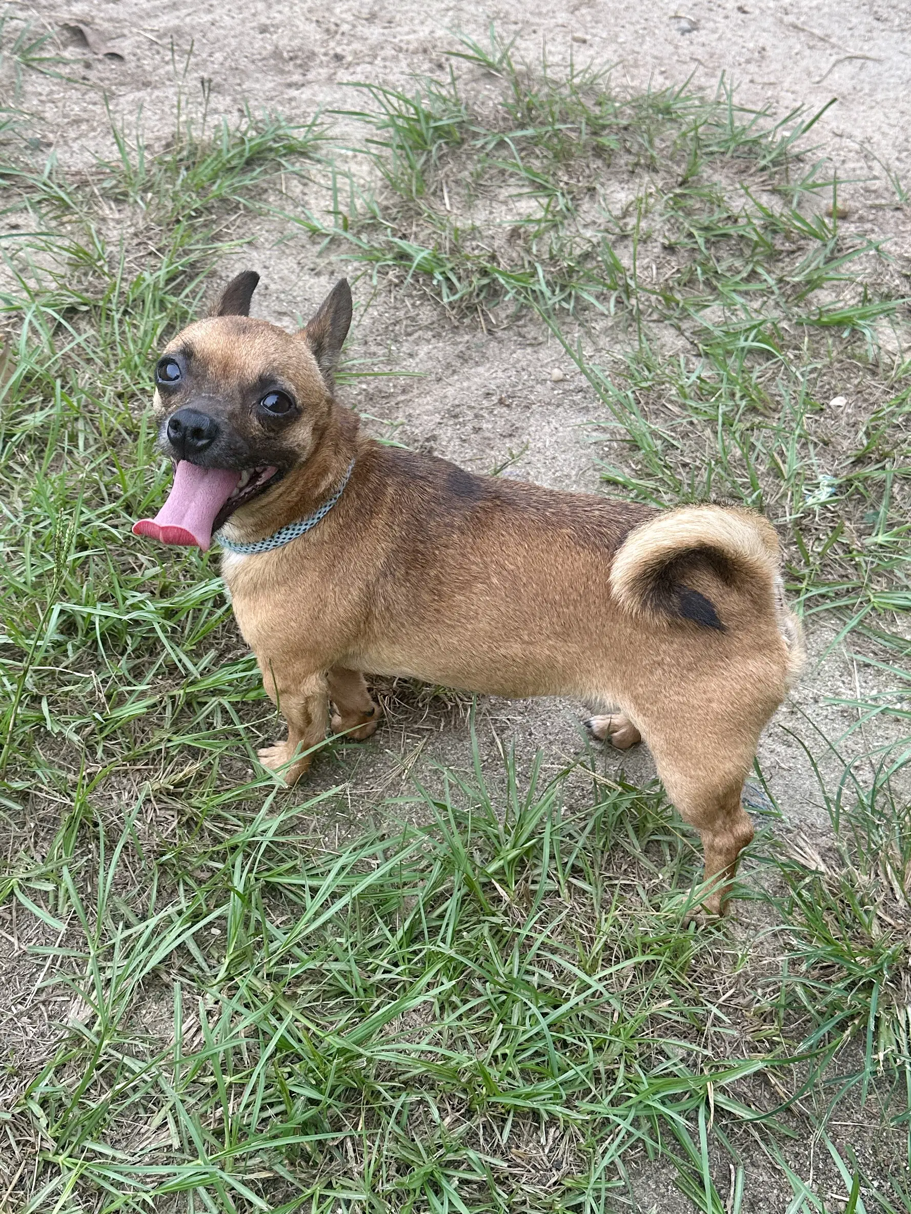 Gizmo image 2