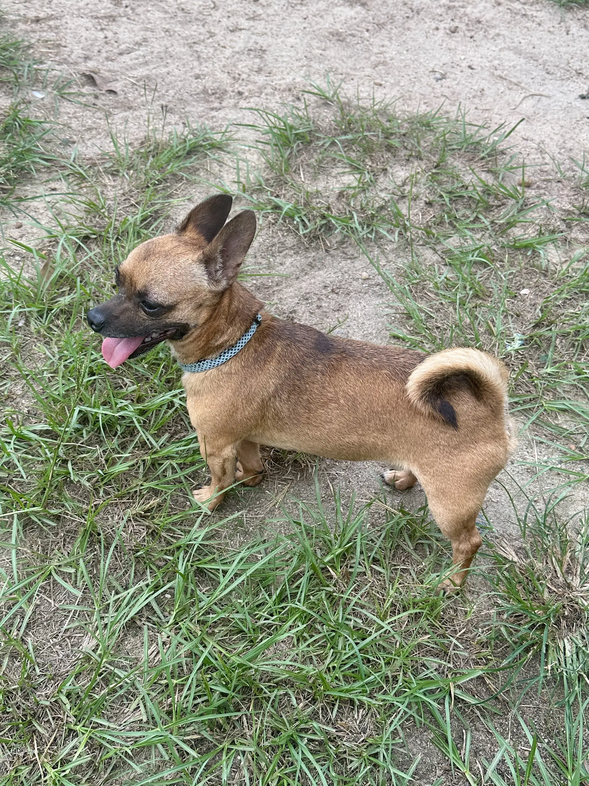 Gizmo image 4