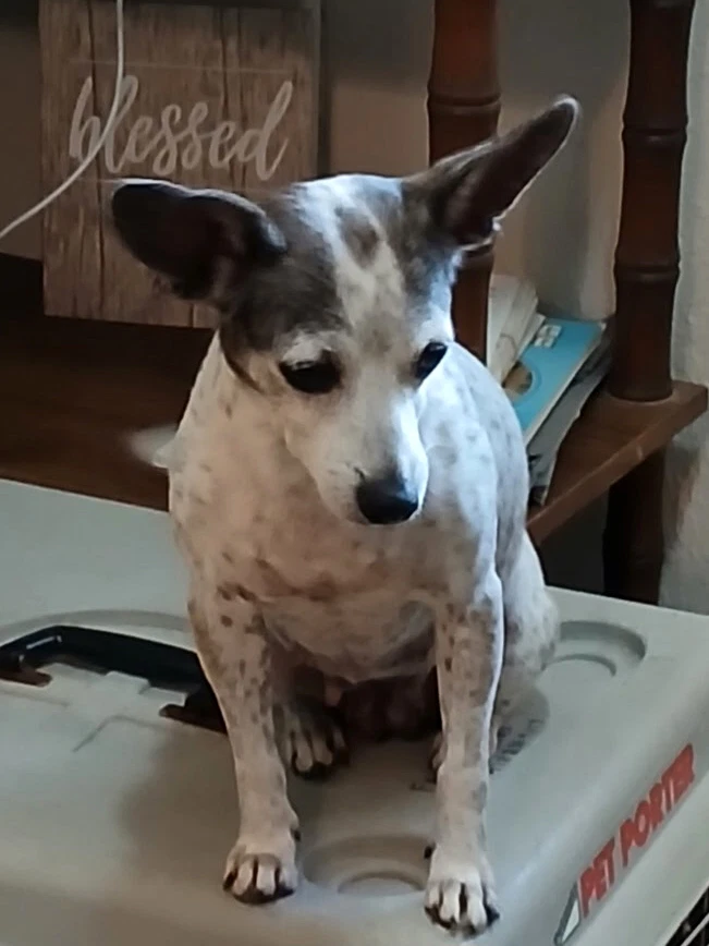 Dottie
