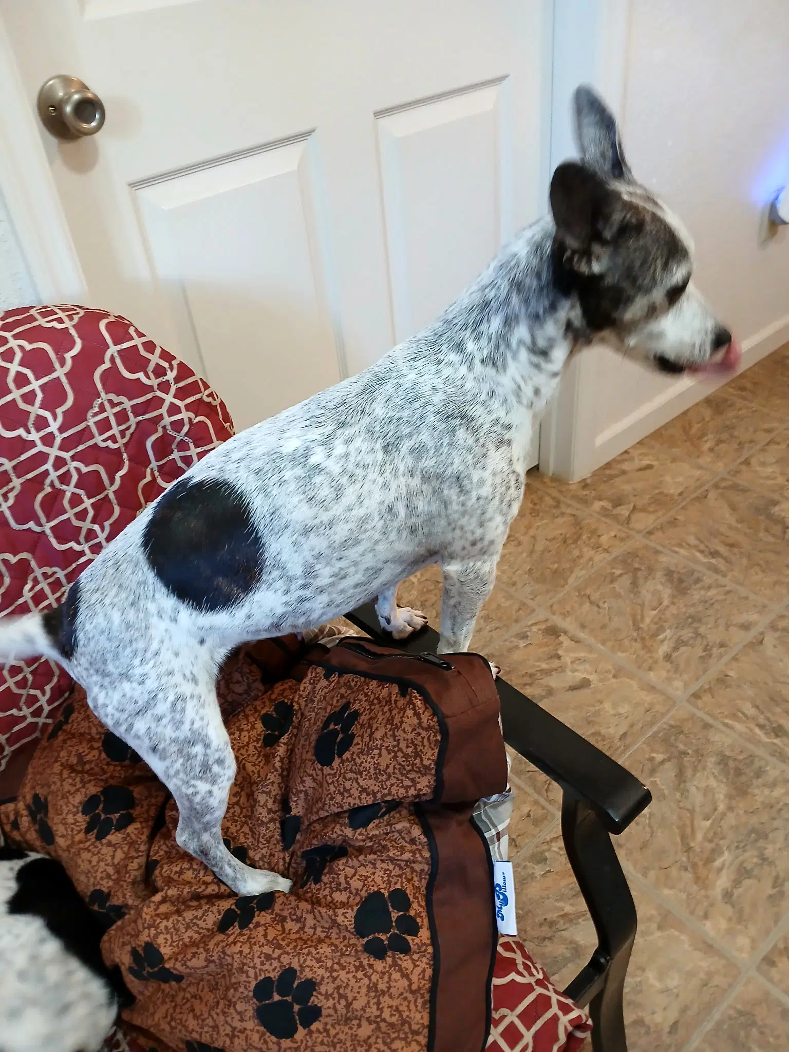 Dottie image 2