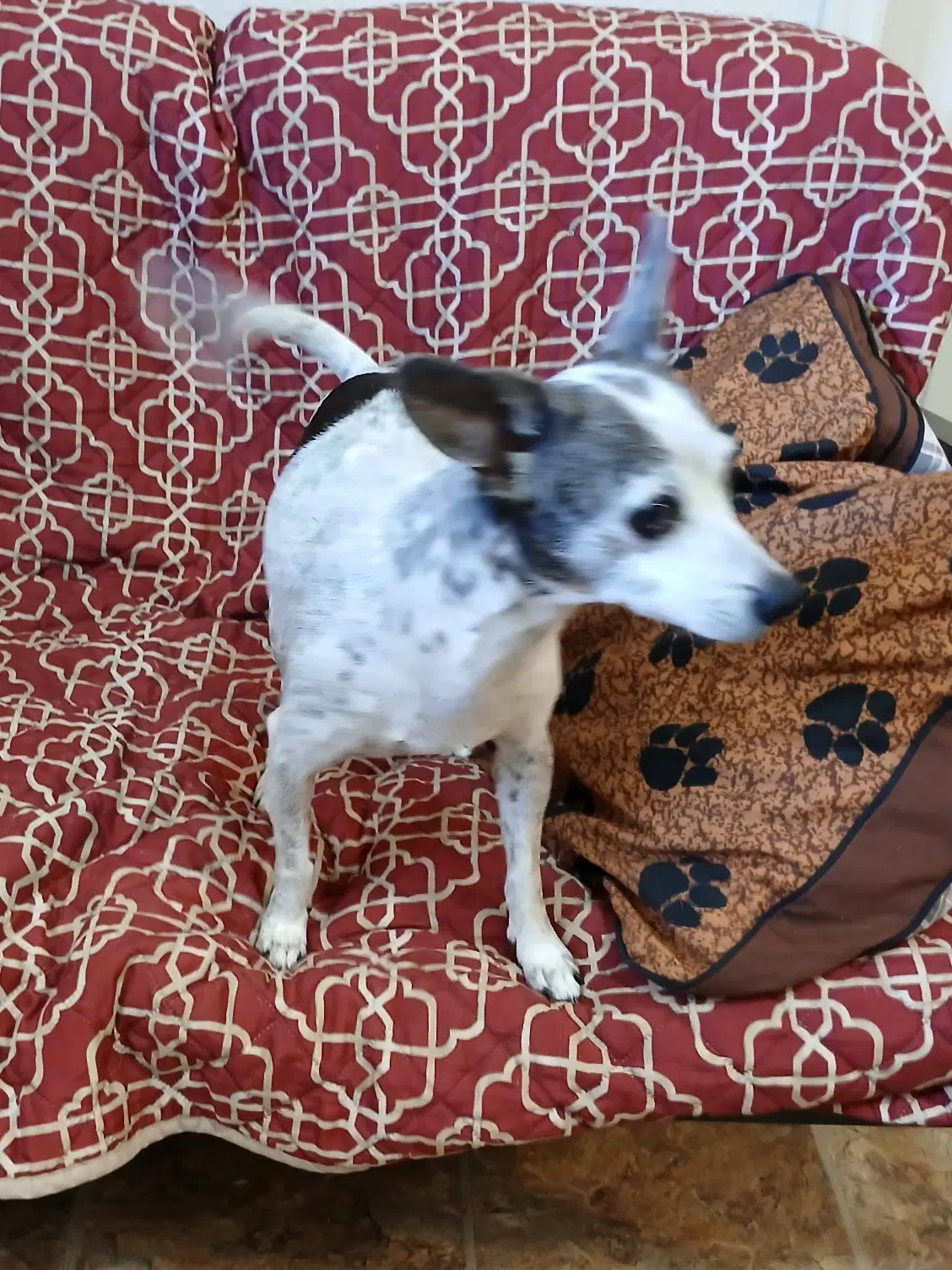 Dottie image 3