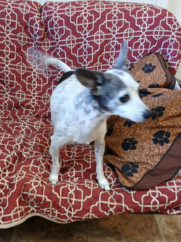 Dottie