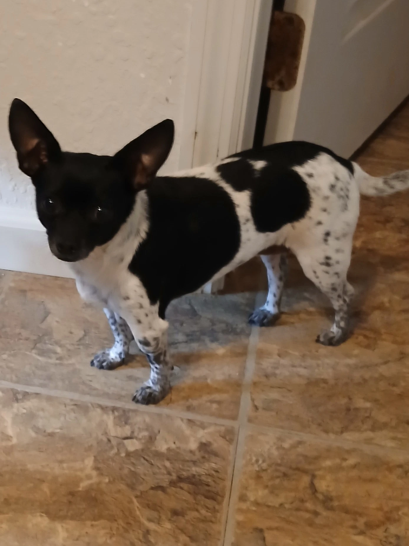 Deedee
