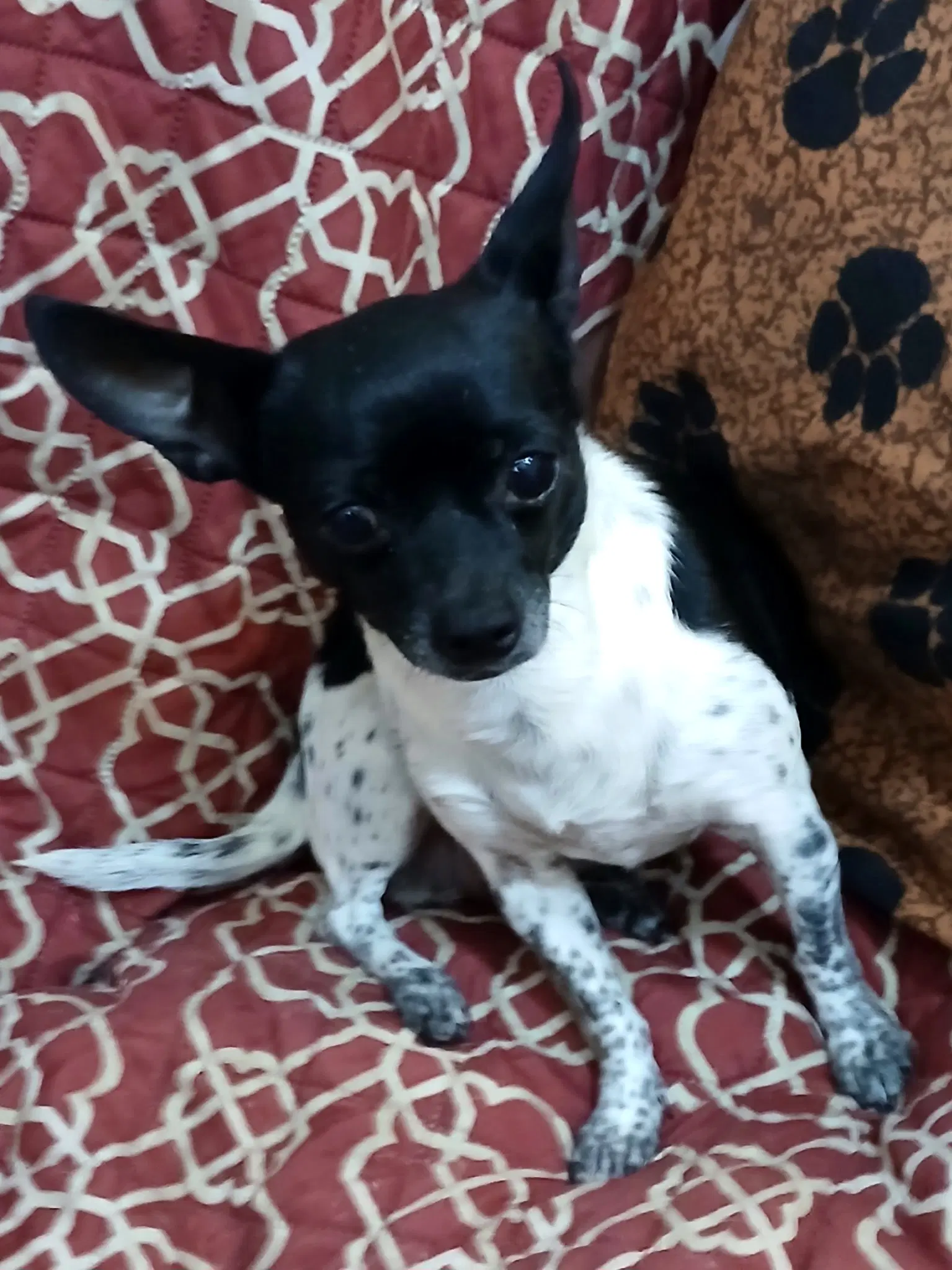 Deedee image 3