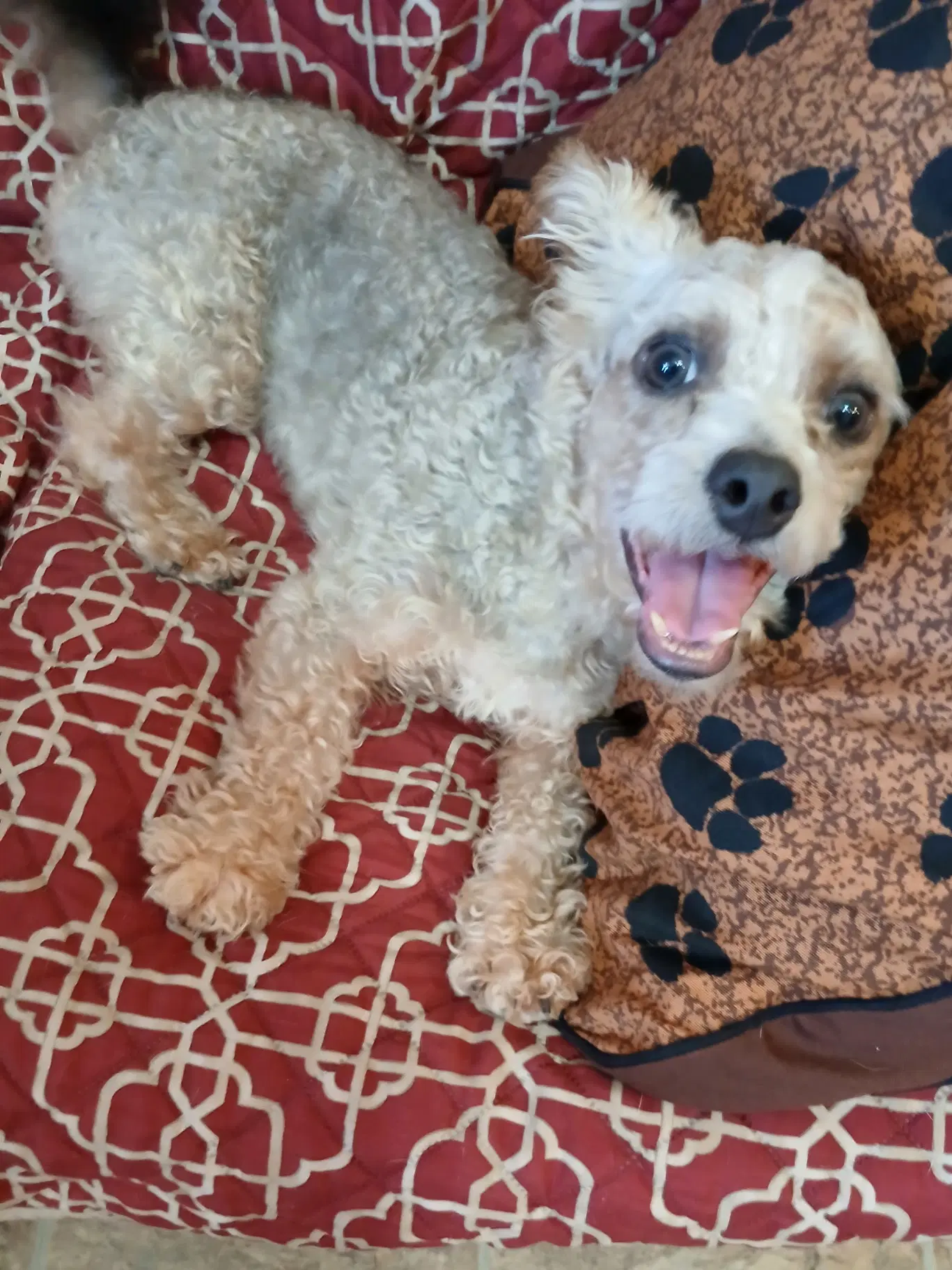 Scooter - Poodle (Miniature)