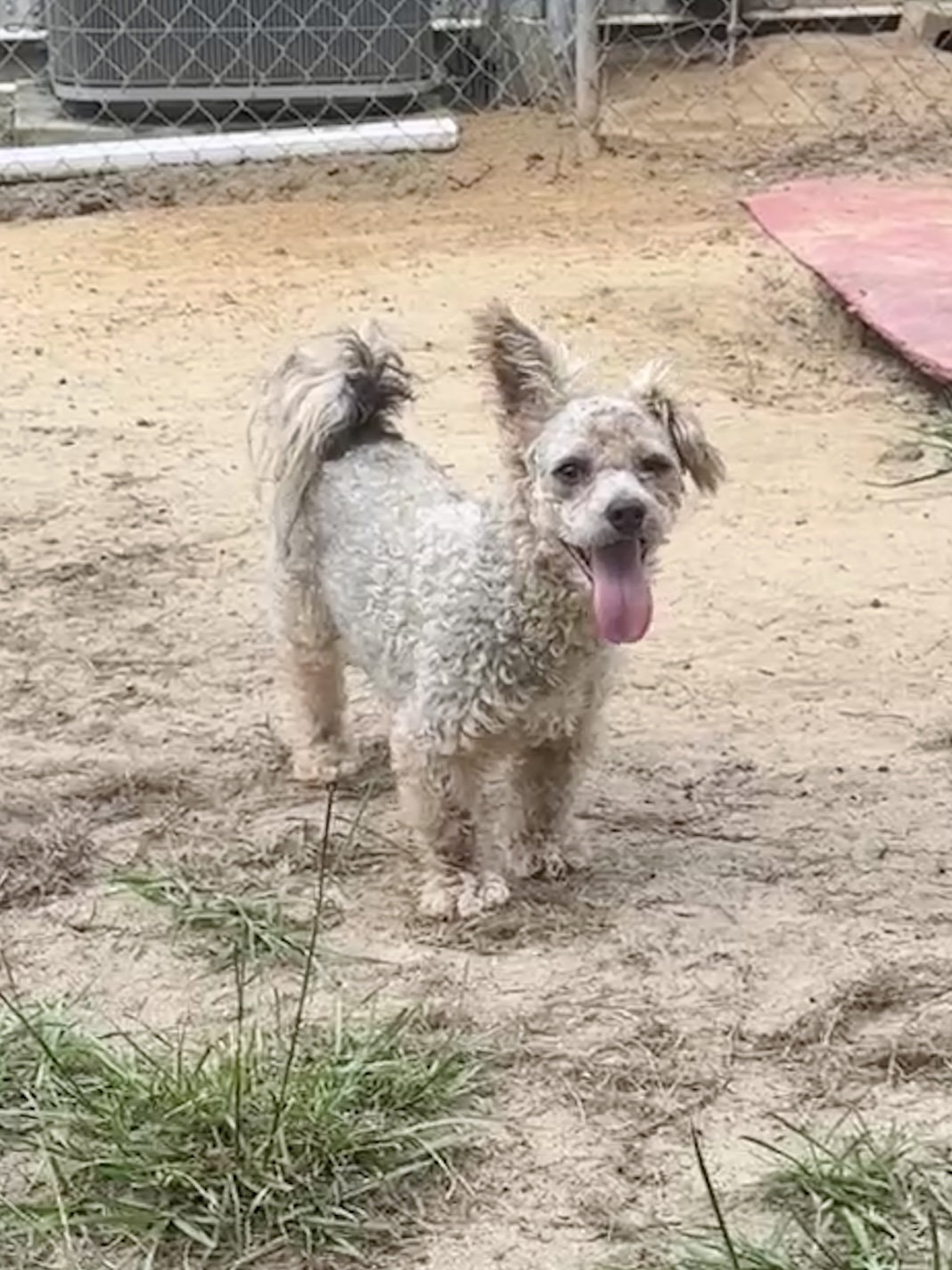 Scooter, photo 8