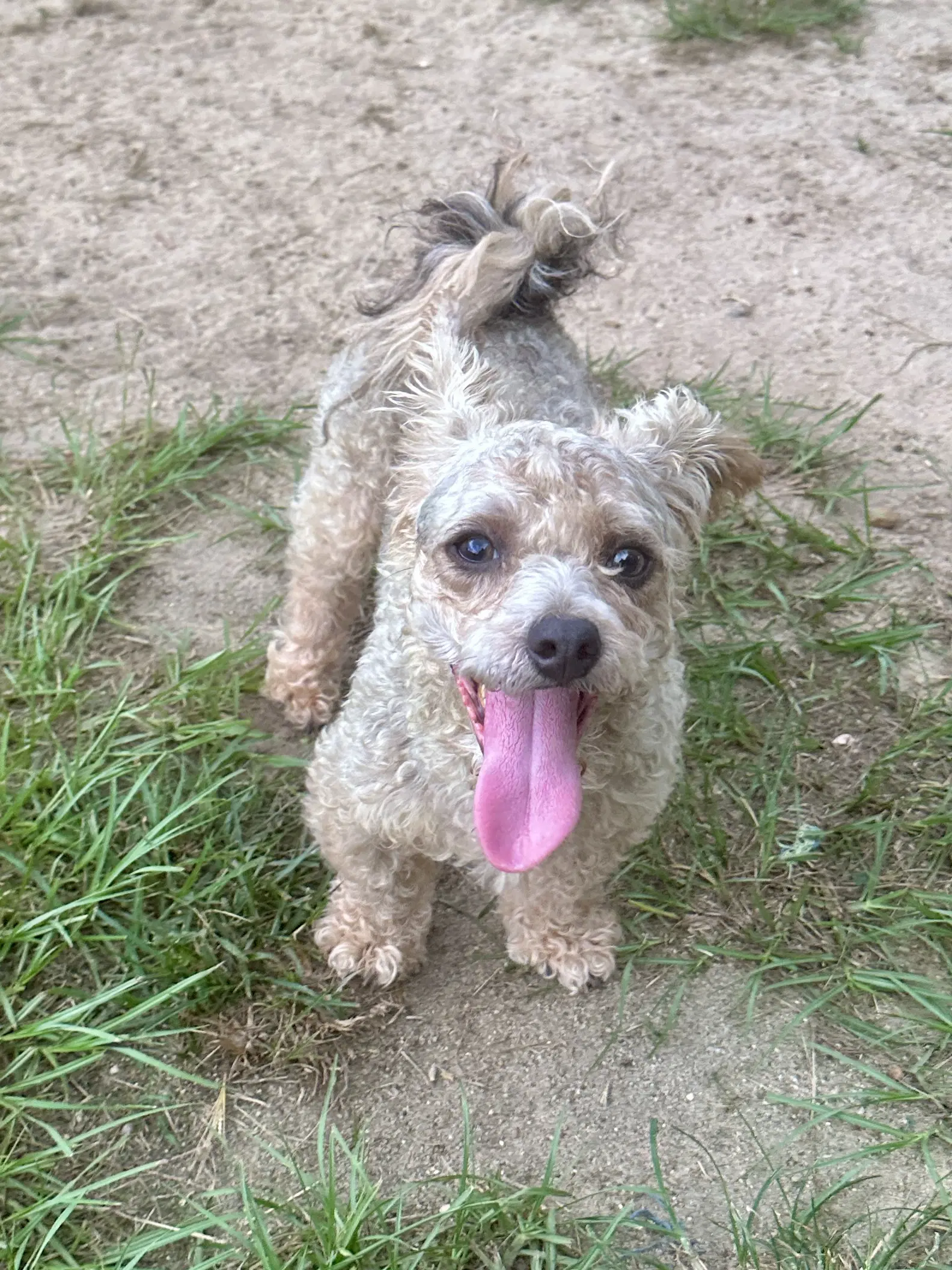 Scooter - Poodle (Miniature)