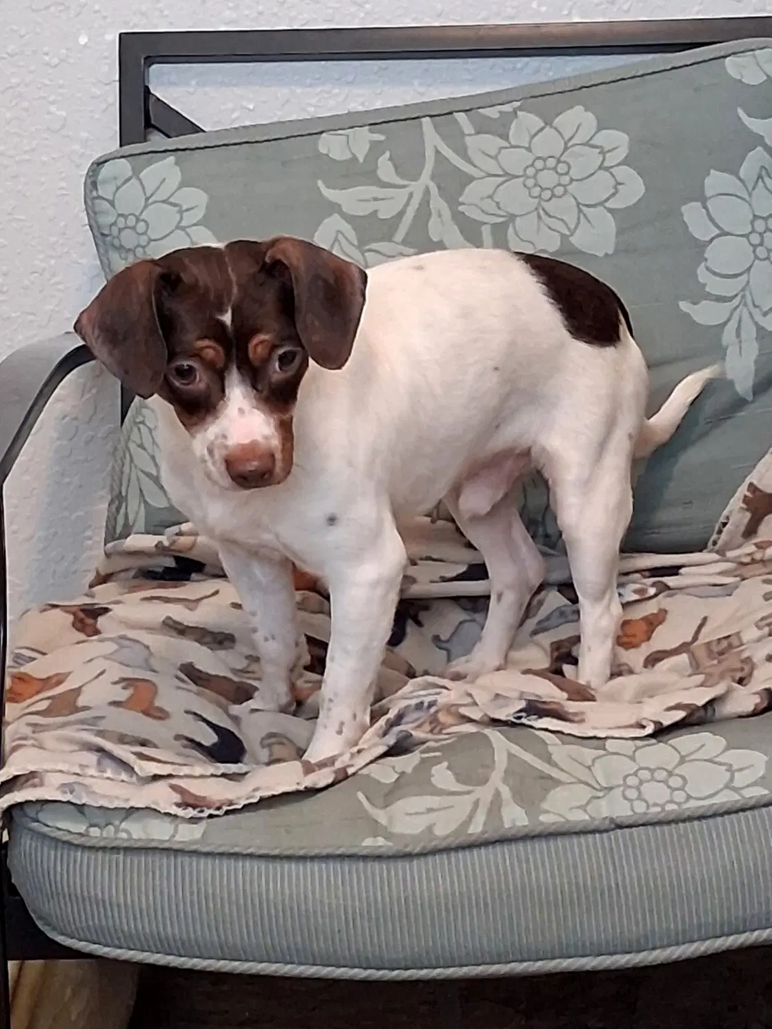 Hondo - Jack Russell Terrier