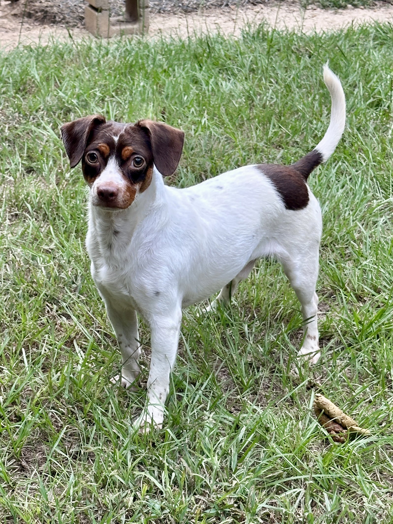 Hondo, Jack Russell Terrier